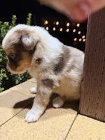 Chica, a female Australian Shepherd for sale in Stockton, CA – 1 of 3