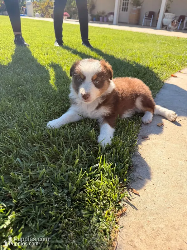 Penny – Australian Shepherd puppy for sale in Stockton, CA