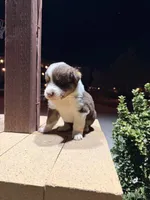 Chico, a male Australian Shepherd for sale in Stockton, CA – 2 of 3
