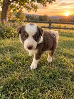 Penny, a female Australian Shepherd for sale in Stockton, CA – 1 of 2