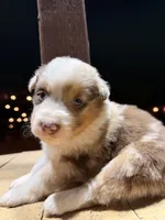 Sky, a female Australian Shepherd for sale in Stockton, CA – 2 of 2