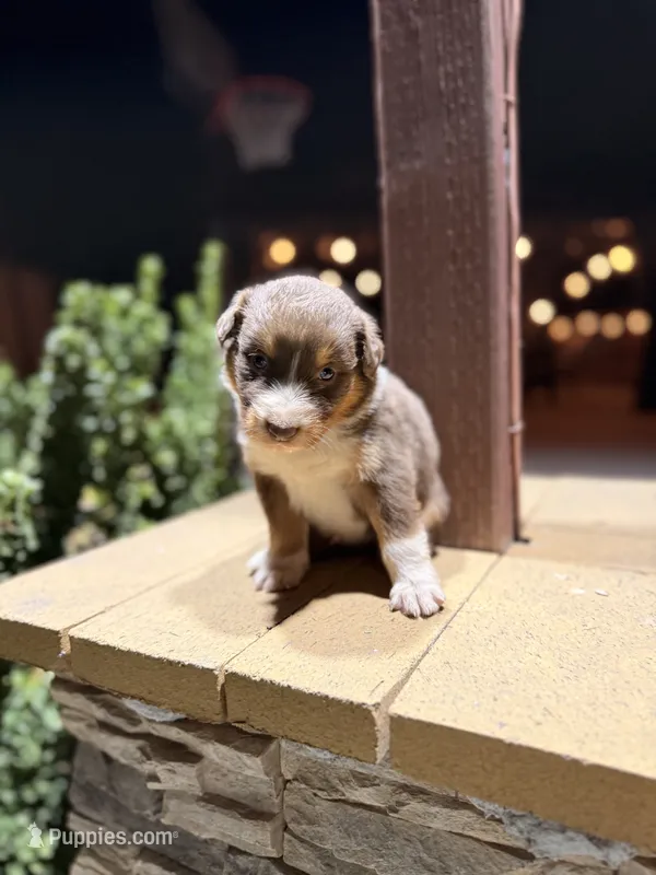 Rubble – Australian Shepherd puppy for sale in Stockton, CA