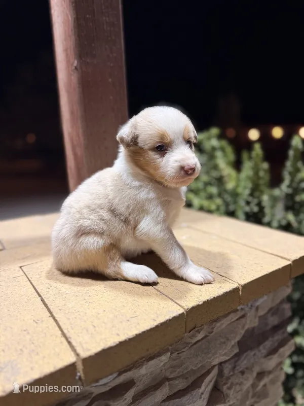 Linda – Australian Shepherd puppy for sale in Stockton, CA