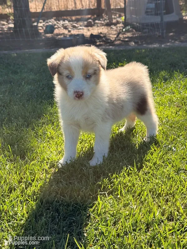 Linda – Australian Shepherd puppy for sale in Stockton, CA