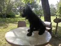 Boy with ears done, a male Giant Schnauzer for sale in Rattan, OK – 3 of 3