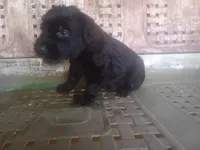 Rugar 1, a female Giant Schnauzer for sale in Rattan, OK – 4 of 6