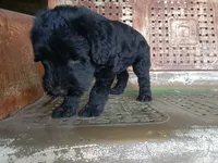 Borg, a male Giant Schnauzer for sale in Rattan, OK – 2 of 5
