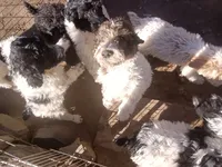 Giant schnoodle, a male Giant Schnauzer for sale in Rattan, OK – Photo 2 of 4