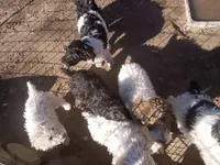 Giant schnoodle, a male Giant Schnauzer for sale in Rattan, OK – Photo 3 of 4
