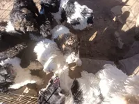 Giant schnoodle, a male Giant Schnauzer for sale in Rattan, OK – Photo 1 of 4