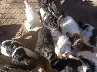 Giant schnoodle, a male Giant Schnauzer for sale in Rattan, OK – Photo 4 of 4