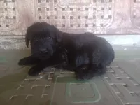 Rugar 1, a female Giant Schnauzer for sale in Rattan, OK – 2 of 6
