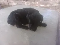 Rugar 2, a female Giant Schnauzer for sale in Rattan, OK – 2 of 4