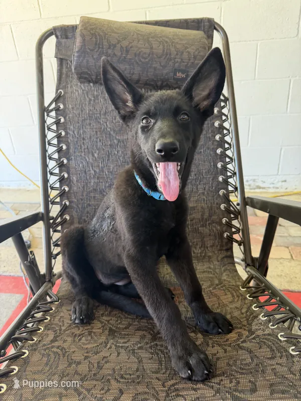 Onyx 1 – German Shepherd Dog puppy for sale in Rattan, OK