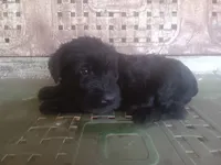 Rugar 1, a female Giant Schnauzer for sale in Rattan, OK – 6 of 6