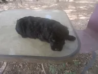 Rugar 2, a female Giant Schnauzer for sale in Rattan, OK – 1 of 4