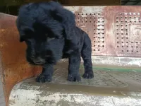 Borg, a male Giant Schnauzer for sale in Rattan, OK – 5 of 5