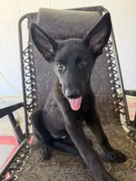 Onyx 1, a female German Shepherd Dog for sale in Rattan, OK – 2 of 6