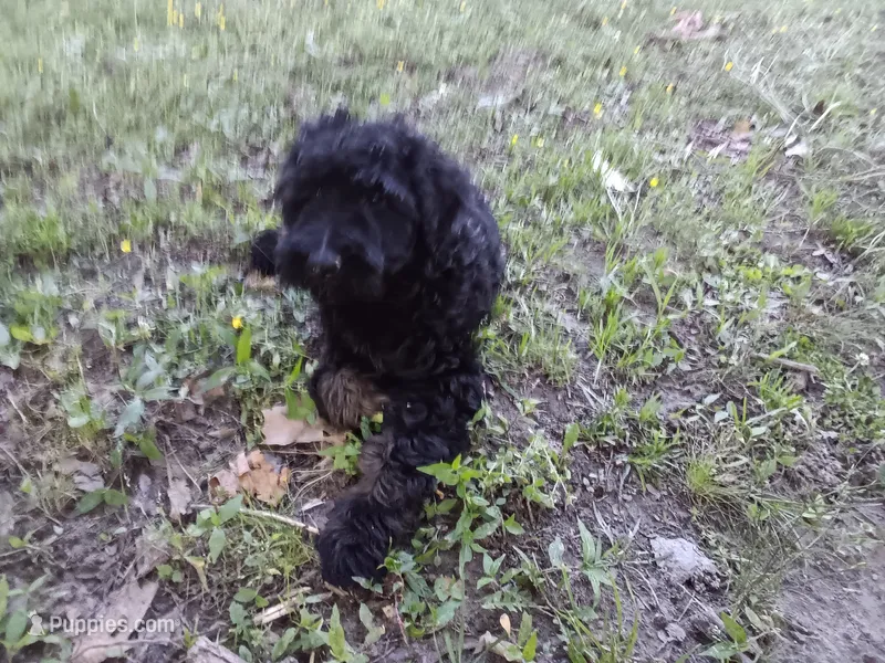 Tut, a male Schnoodle for sale in Rattan, OK – 1 of 1