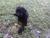 Tut, a male Schnoodle for sale in Rattan, OK – 1 of 1