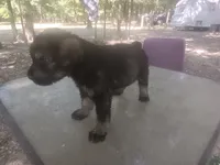 Karma boy 1, a male Giant Schnauzer for sale in Rattan, OK – 3 of 7