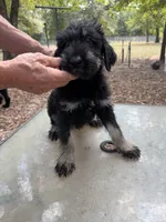 Karma 4 , a male Giant Schnauzer for sale in Rattan, OK – 3 of 3