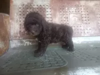 Salty boy, a male Schnoodle for sale in Rattan, OK – 2 of 2