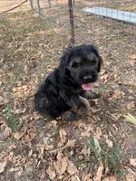 Karma boy 2, a male Giant Schnauzer for sale in Rattan, OK – 3 of 3