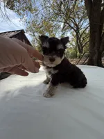 Hopper2, a male Miniature Schnauzer for sale in Rattan, OK – 3 of 3