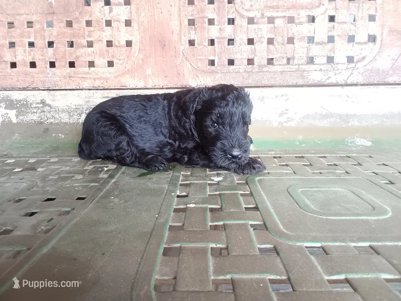 Girl – Giant Schnauzer puppy for sale in Rattan, OK