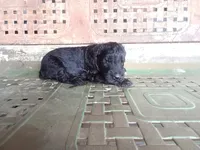 Girl, a female Giant Schnauzer for sale in Rattan, OK – 1 of 2