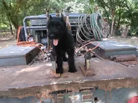 Boy with ears done, a male Giant Schnauzer for sale in Rattan, OK – 2 of 3