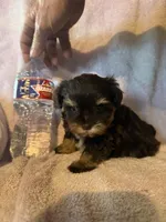 Chocolate chip , a female Miniature Schnauzer for sale in Rattan, OK – Photo 2 of 3