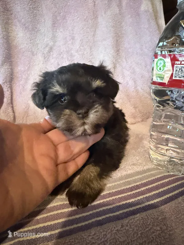 Chocolate chip  – Miniature Schnauzer puppy for sale in Rattan, OK