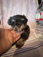 Chocolate chip , a female Miniature Schnauzer for sale in Rattan, OK – Photo 1 of 3