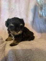 Chocolate chip , a female Miniature Schnauzer for sale in Rattan, OK – Photo 3 of 3