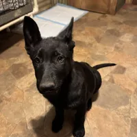 Sold, a female German Shepherd Dog for sale in Rattan, OK – Photo 2 of 2