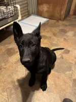 Sold, a female German Shepherd Dog for sale in Rattan, OK – Photo 2 of 2