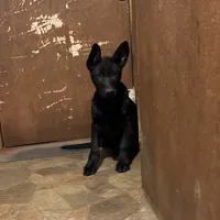 Sold, a female German Shepherd Dog for sale in Rattan, OK – Photo 1 of 2