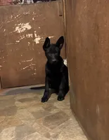 Sold, a female German Shepherd Dog for sale in Rattan, OK – Photo 1 of 2