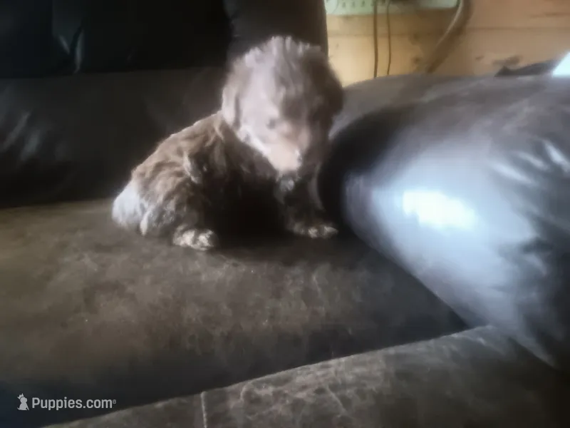 Fancys chocolate – Schnoodle puppy for sale in Rattan, OK
