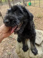 Rugar 2, a female Giant Schnauzer for sale in Rattan, OK – 2 of 3