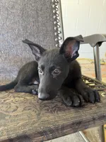 Deuce 1, a male German Shepherd Dog for sale in Rattan, OK – 4 of 4