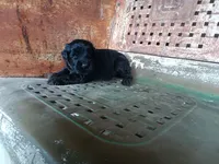 Boy, a male Giant Schnauzer for sale in Rattan, OK – 2 of 2