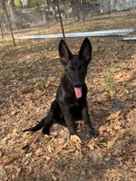 Onyx 1, a female German Shepherd Dog for sale in Rattan, OK – 2 of 2