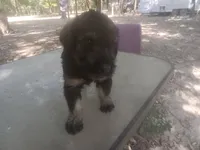 Karma boy 1, a male Giant Schnauzer for sale in Rattan, OK – 7 of 7