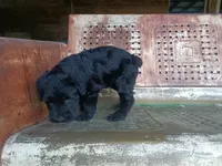 Borg, a male Giant Schnauzer for sale in Rattan, OK – 3 of 5