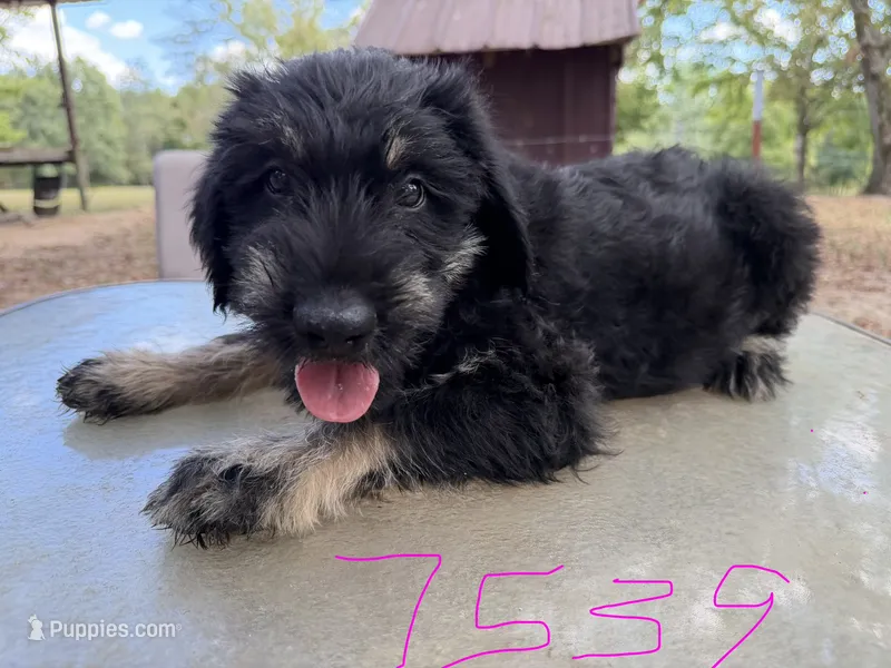 Karma 4  – Giant Schnauzer puppy for sale in Rattan, OK