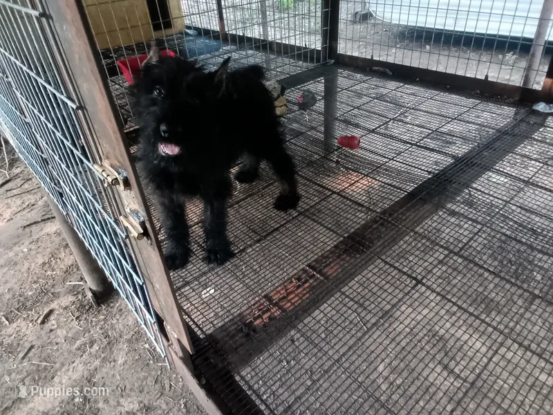 Boy with ears done – Giant Schnauzer puppy for sale in Rattan, OK