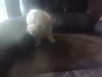 Fancys blonde, a female Schnoodle for sale in Rattan, OK – 2 of 4